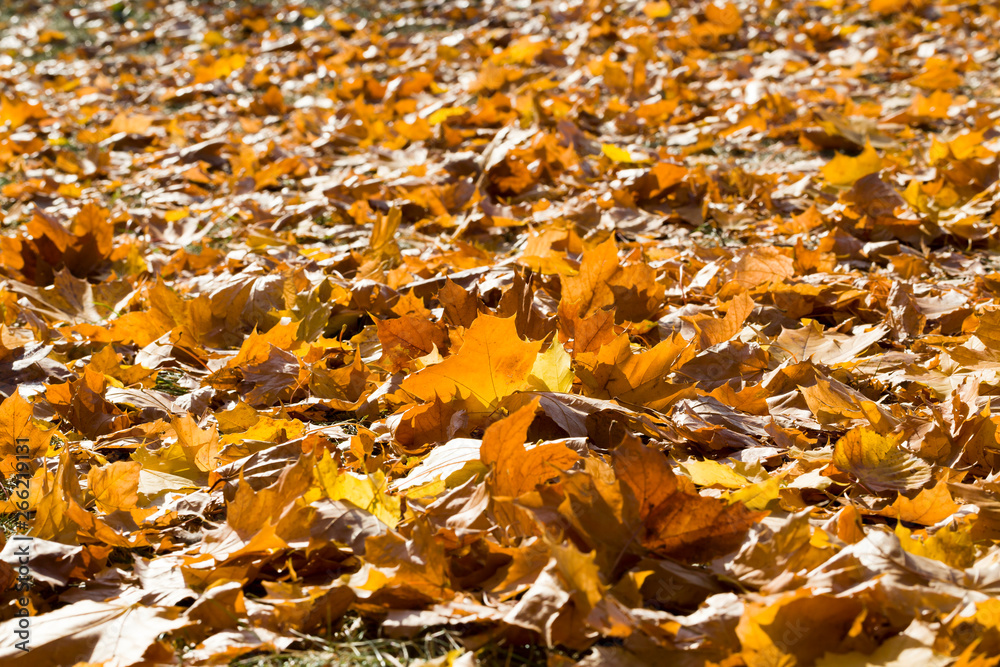 Abstract natural background Abstract natural background