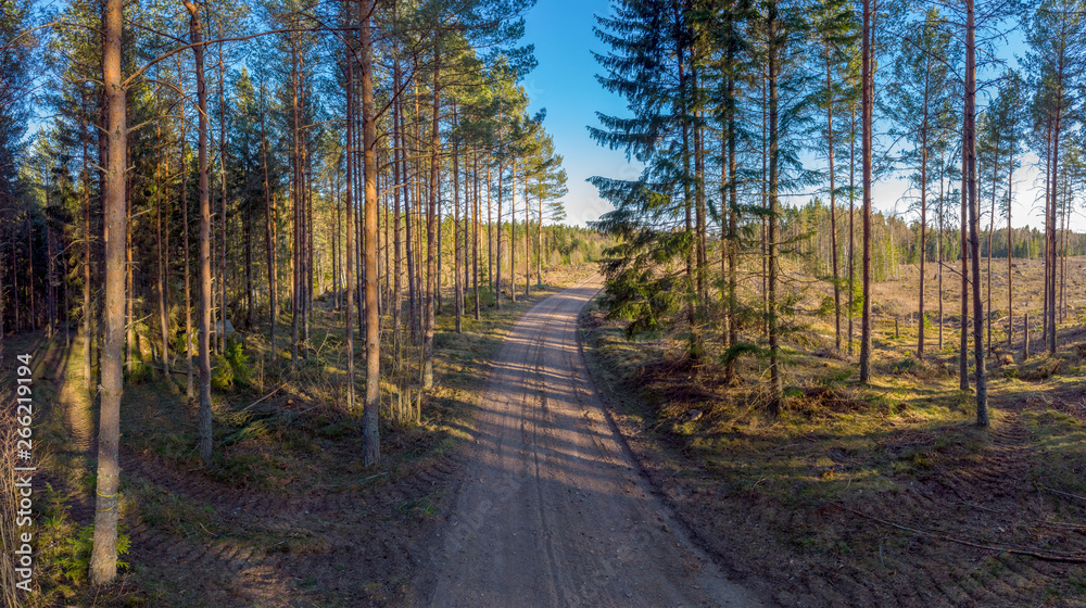 Obraz premium Forested Landscape