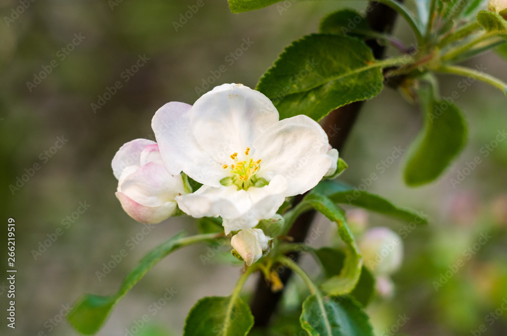 Background of blooming beautiful flowers of apple on a sunny day in early spring close up, soft focus Background of blooming beautiful flowers of apple on a sunny day in early spring close up, soft focus