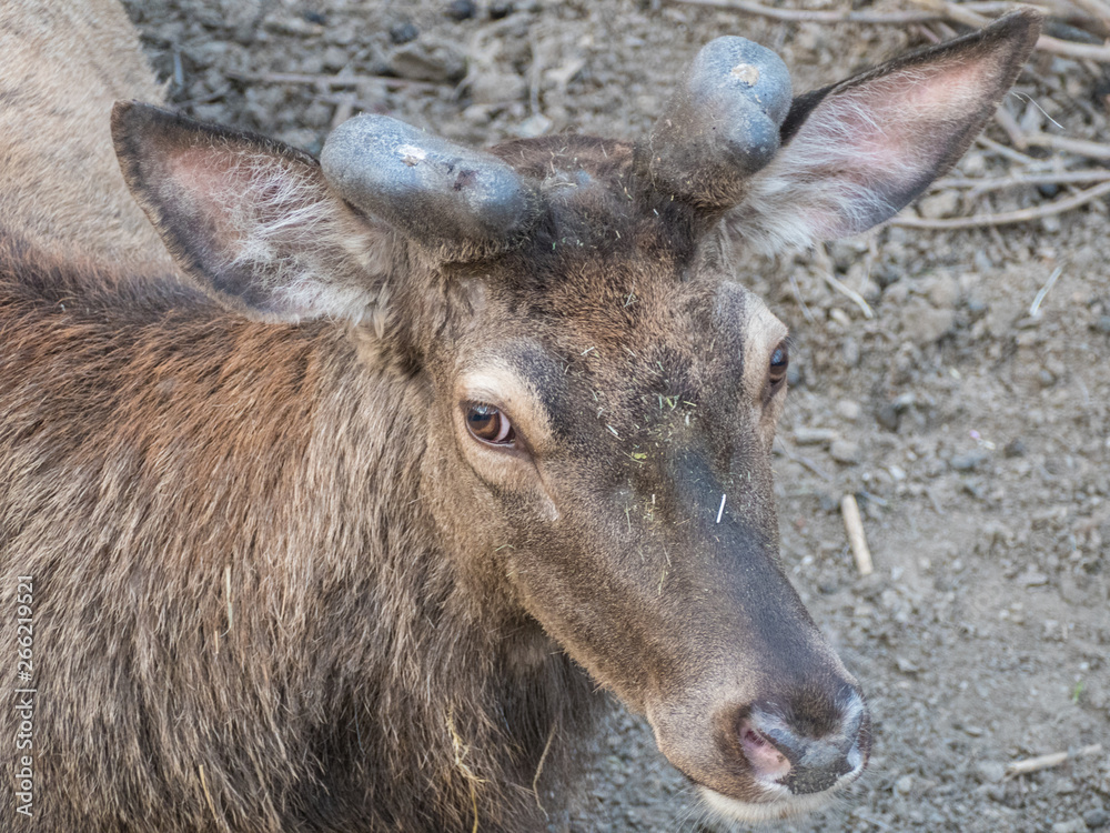 shy deer in a natural farm