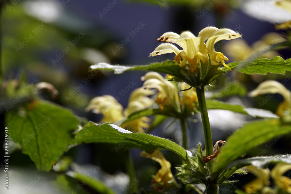 Obraz premium Gewöhnliche Goldnessel (Lamium galeobdolon)