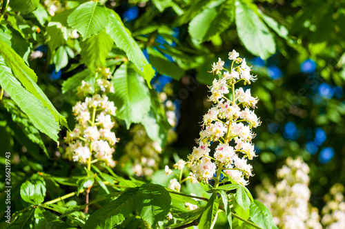 Flowering branches of chestnut Castanea sativa tree, and bright blue sky