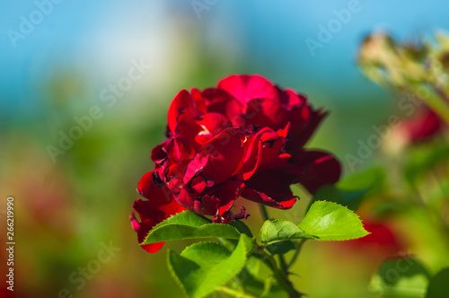 Red Rose flower. Nature. close up  selective focus