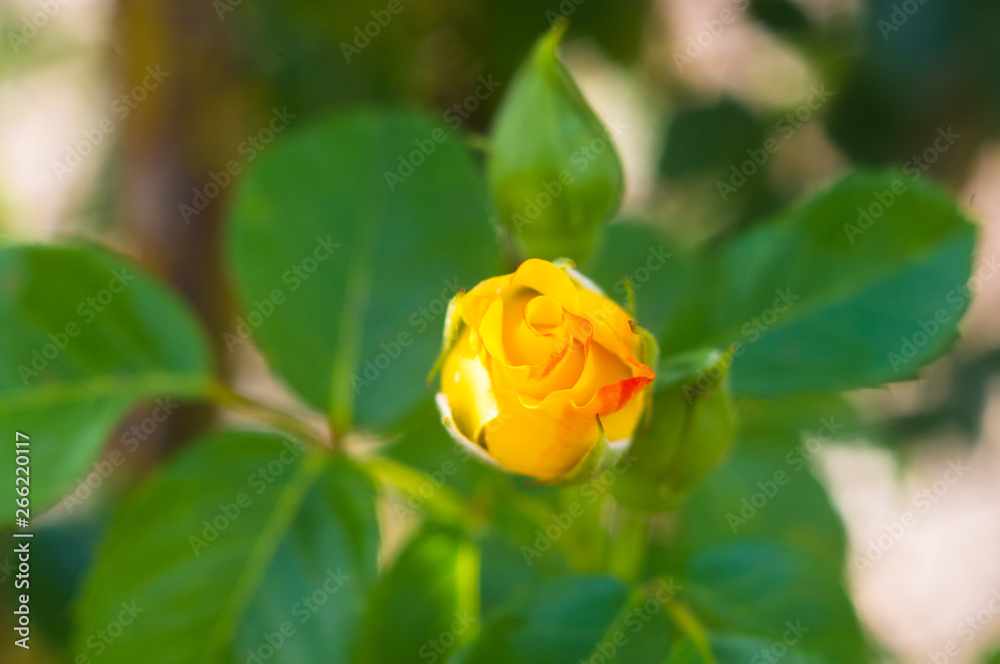 Yellow Rose flower. Nature. close up, selective focus Yellow Rose flower. Nature. close up, selective focus