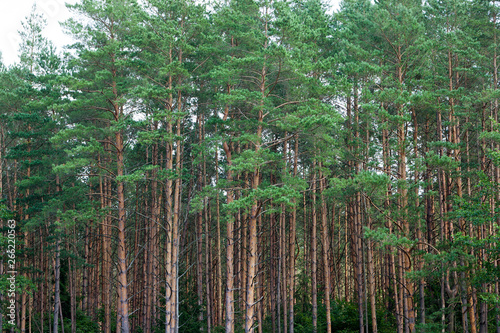 Bild auf Leinwand the forest
