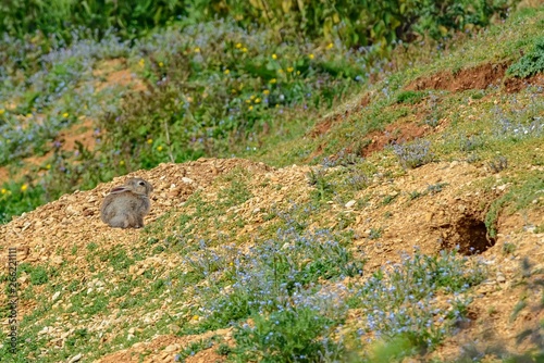 A young rabbit next to its burrow. There are blue wild flowers around.