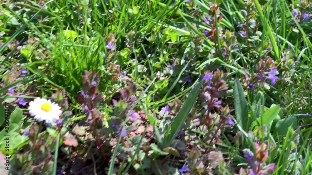 Bee collecting nectar in a garden in slow motion Bee collecting nectar in a garden in slow motion