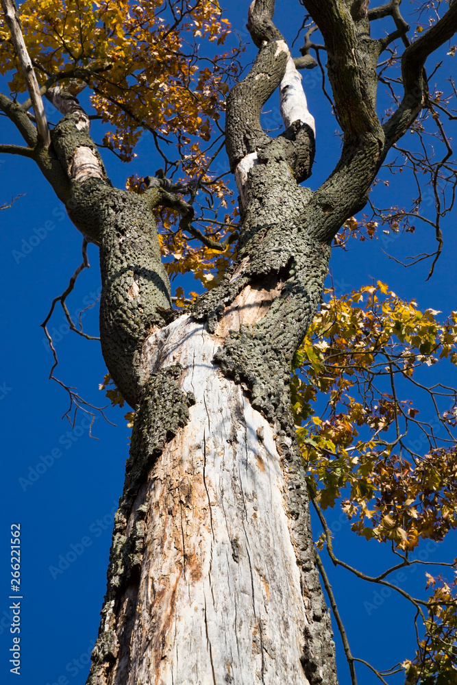 Fototapeta premium Autumn time