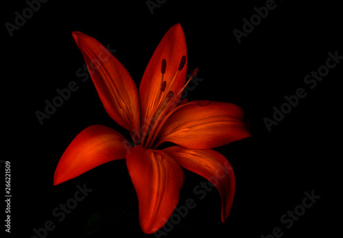Lily - orange blossom 
