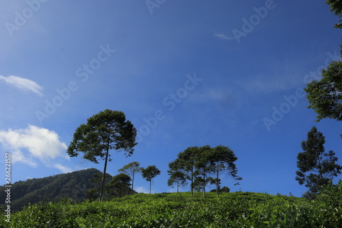 freshness of the Pagilaran Batang tea garden on a sunny morning