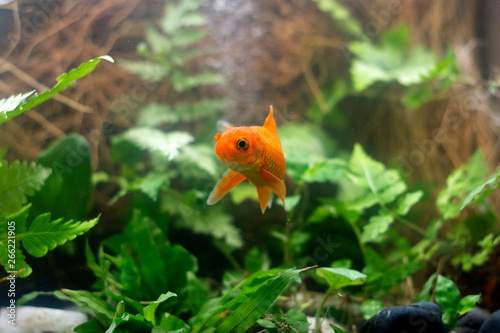 Goldfish carassius auratus natural background