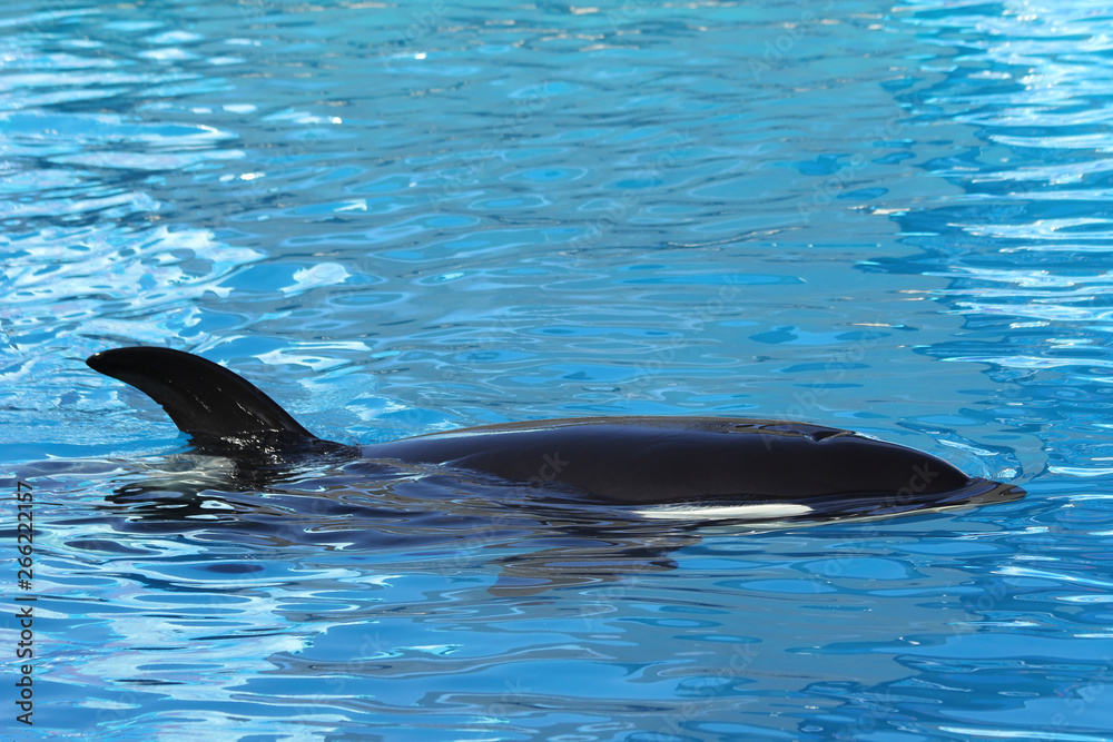 Fototapeta premium killer whale orca