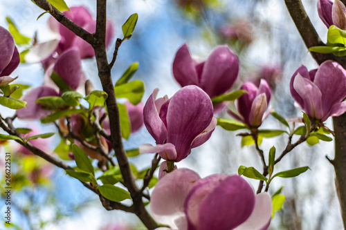 Magnolia Soulangeana "Lombardy Rose" on blurry blue sky background