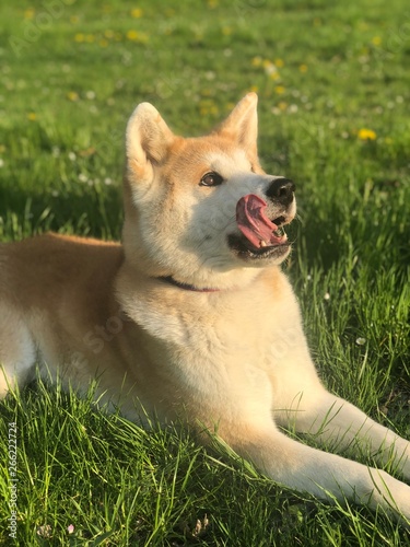 Cute akita inu dog showing a tongue