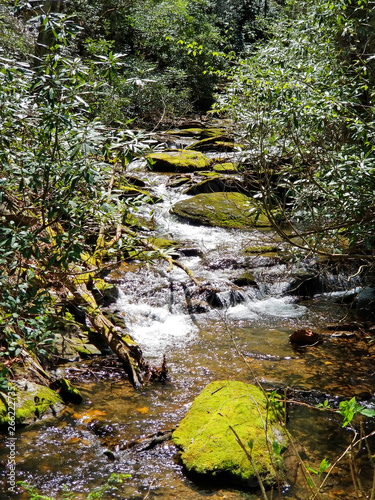stream in the forest