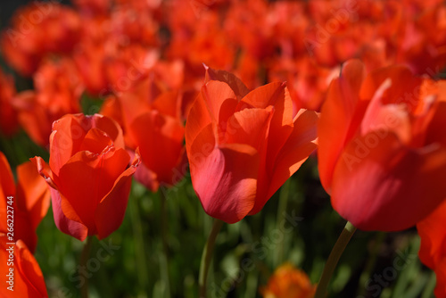 Group of red tulip flowers in a Spring garden bed