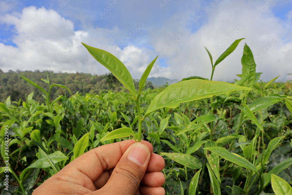 freshness of the Pagilaran Batang tea garden on a sunny morning freshness of the Pagilaran Batang tea garden on a sunny morning