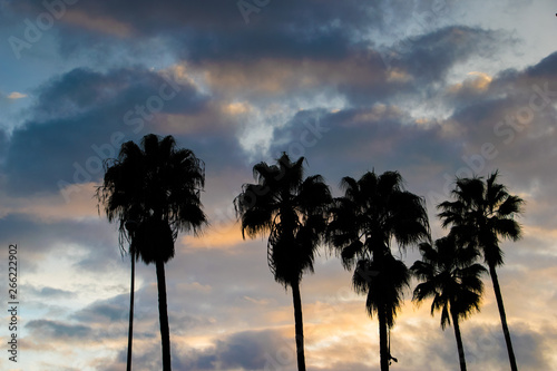 Silhouettes of palm trees during sunset