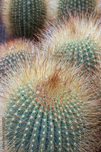 Big cactuses aylostera steinmanni photo