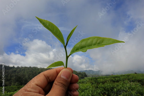 freshness of the Pagilaran Batang tea garden on a sunny morning