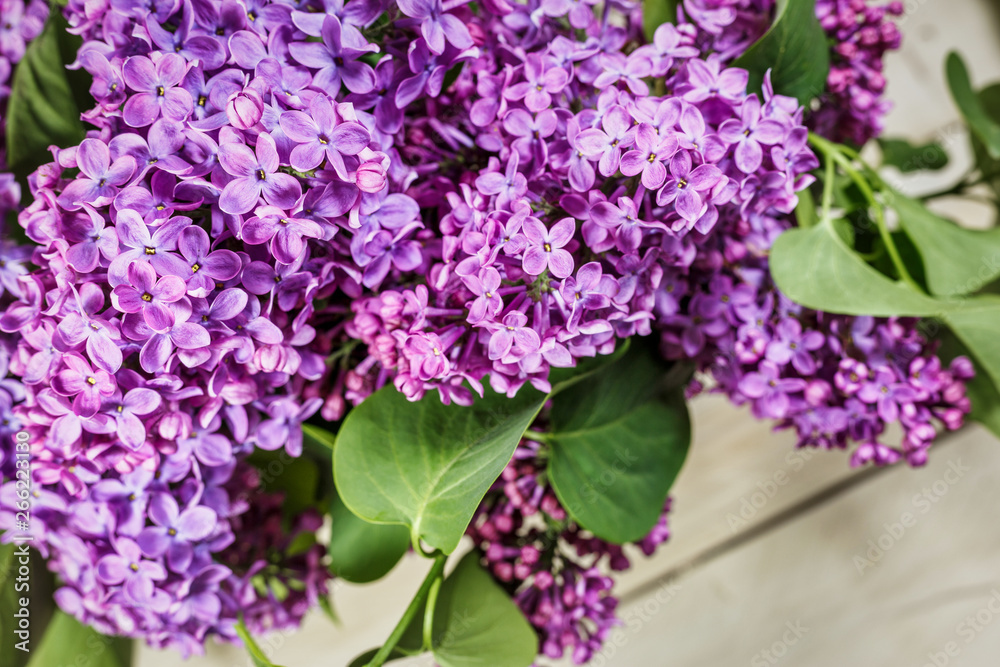 Fototapeta premium Blooming lilac flowers