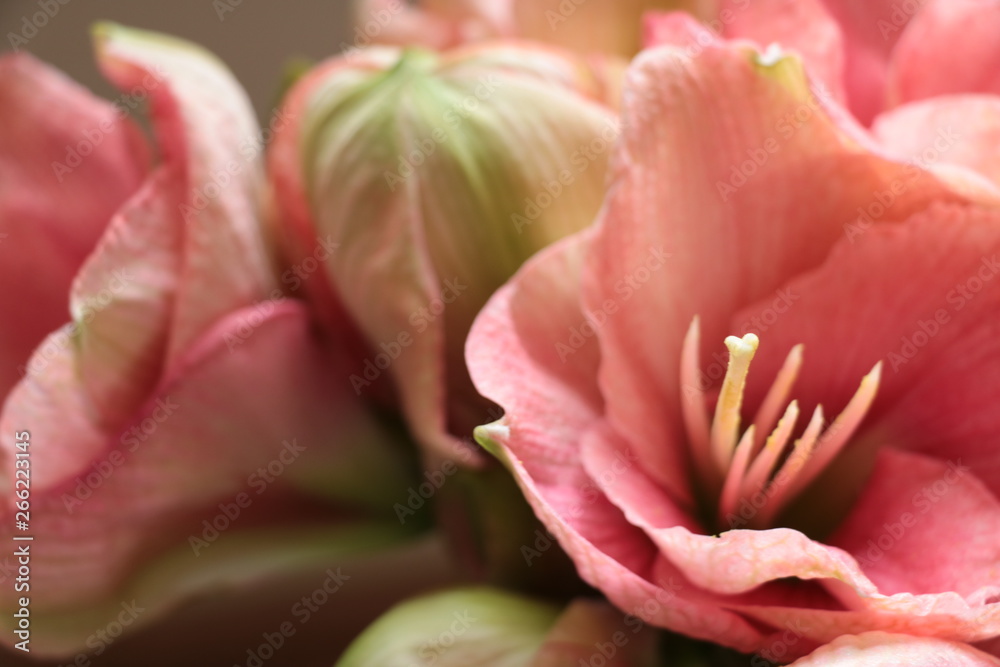 pink and white tulips