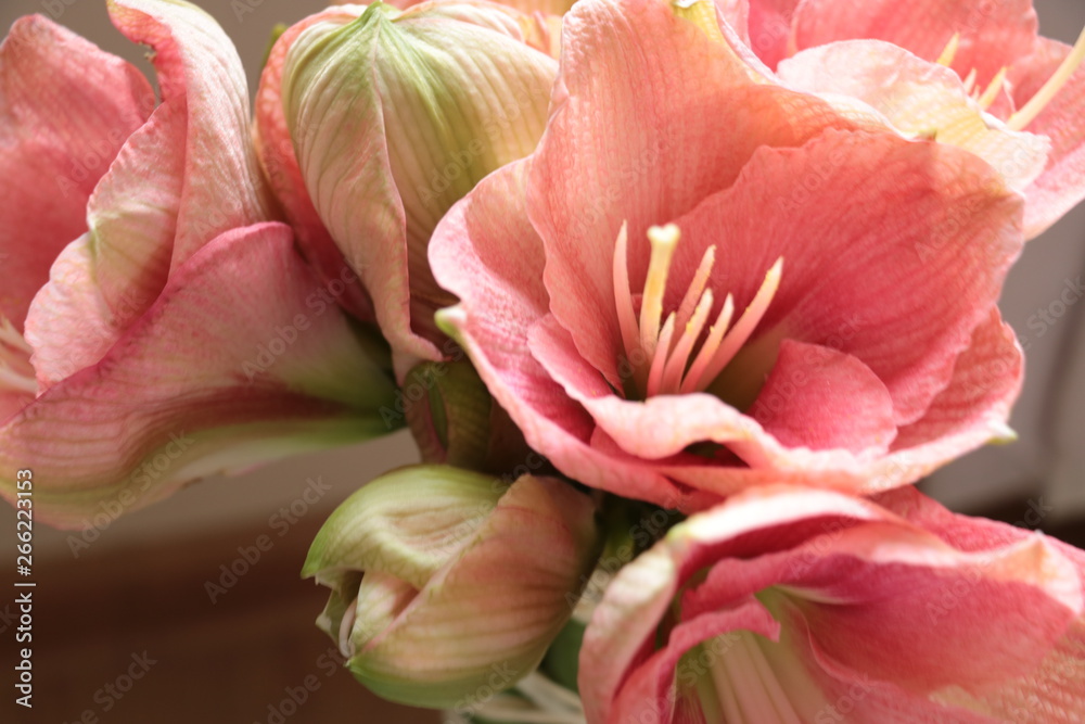 pink lily on white background