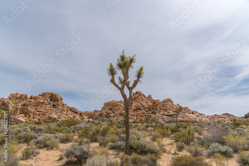Joshua Tree growing in a rocky arid desert setting