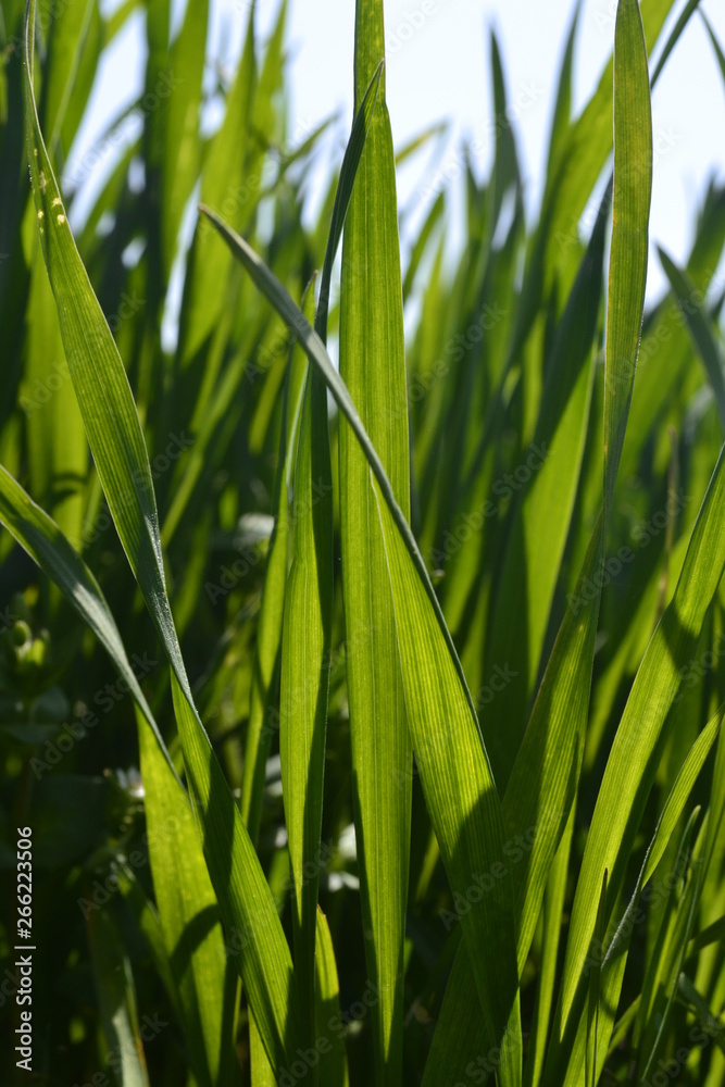 Obraz premium green grass 