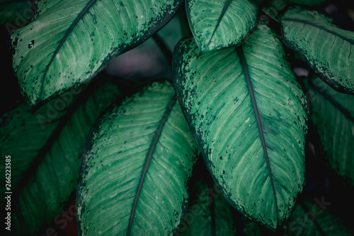 Creative tropical green leaves layout. Nature spring concept. Flat lay.