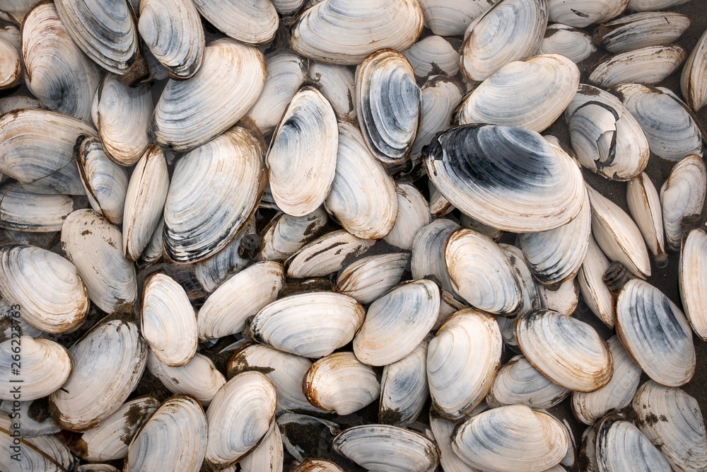 Freshly harvested wild clams from the East Coast.