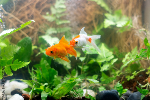 Goldfish carassius auratus natural background