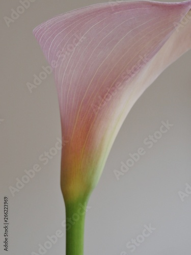 Calla-Blüte photo