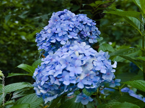 Obraz na płótnie blue flowers in the garden w salonie
