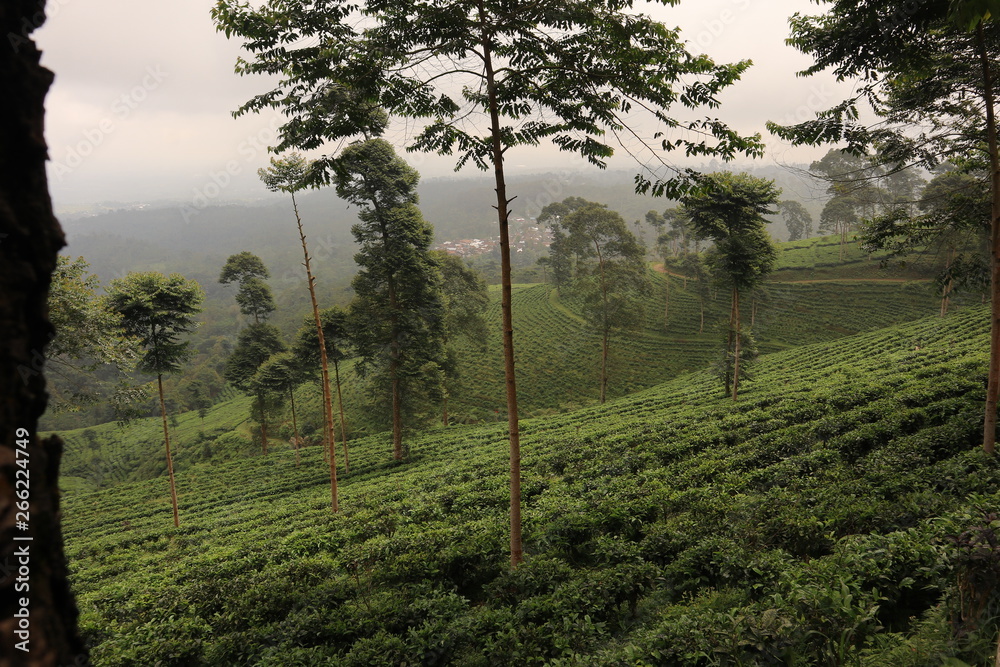 Fototapeta premium tea plantation with blue sky in the morning