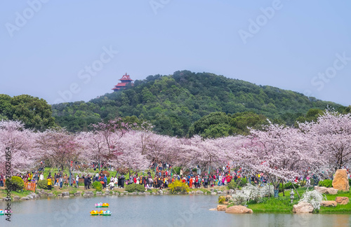 Cherry blossoms in Wuhan East Lake Sakura garden in warm spring photo