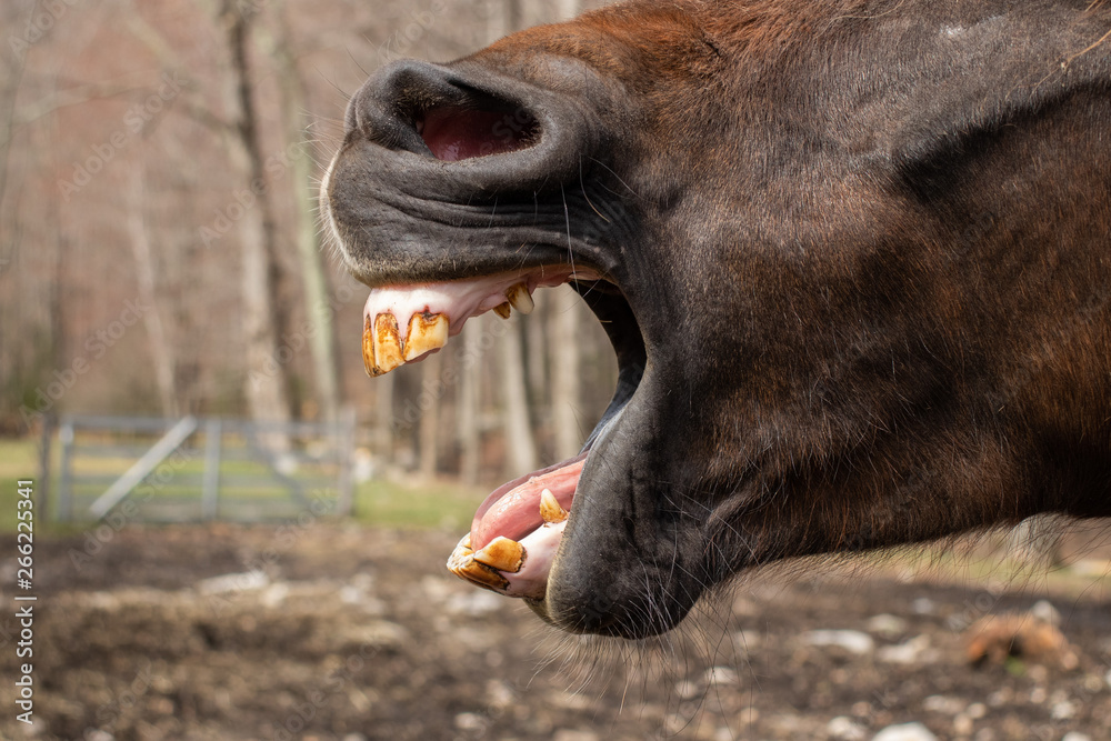 Fototapeta premium Yawn