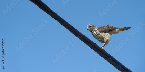 Roadside hawk, or gaviao carijo, on electric wire photo