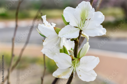 White flower on the trees