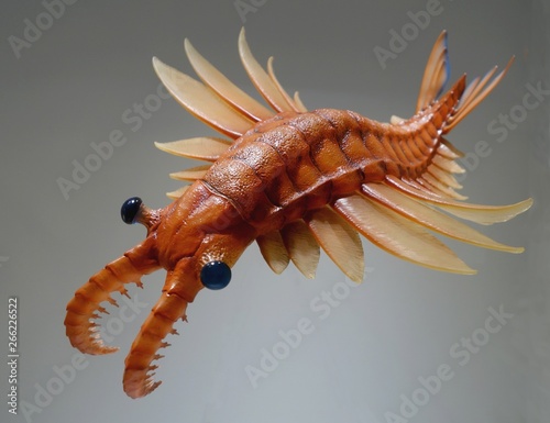 Anomalocaris a scary looking ancient lifeform