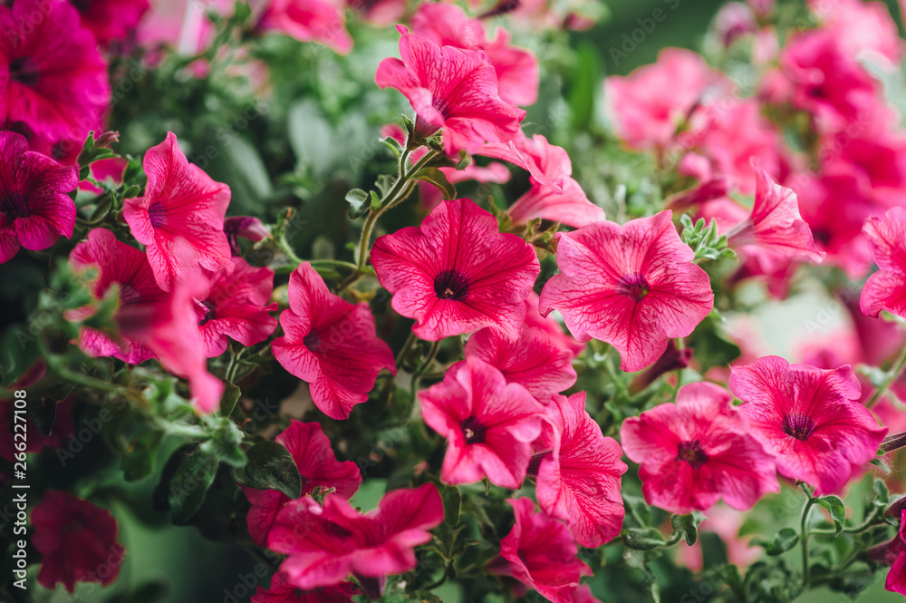 Beautiful pink petunia blooms in spring in the botanical garden. Flowers as a background for advertising. Summer bloom.
