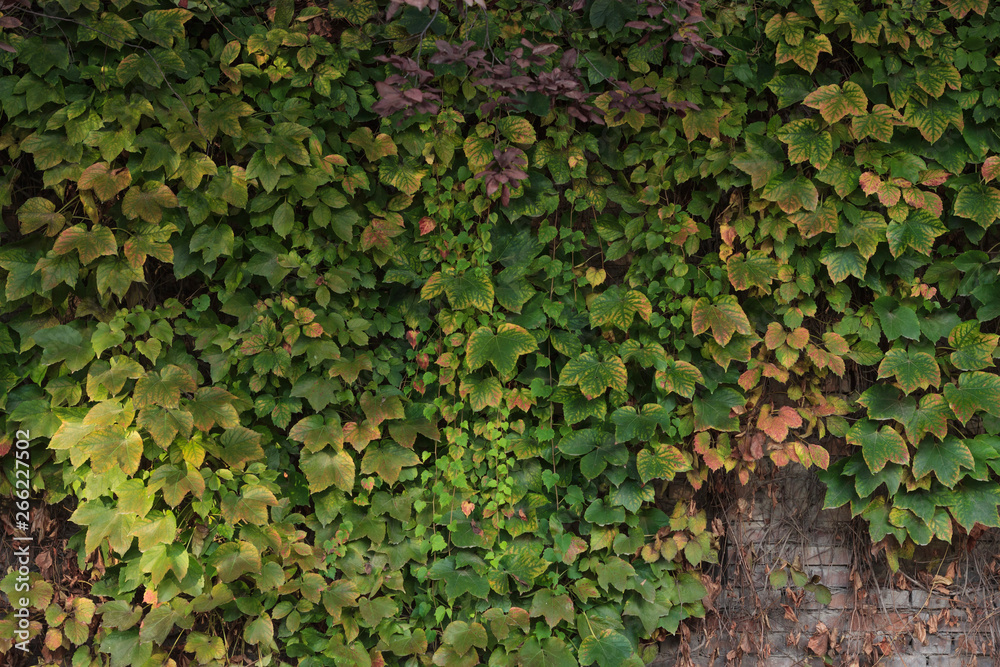 Climbing Boston ivy on the wall rock