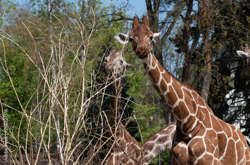 Żyrafa, zwierzę, giraffe #266227516