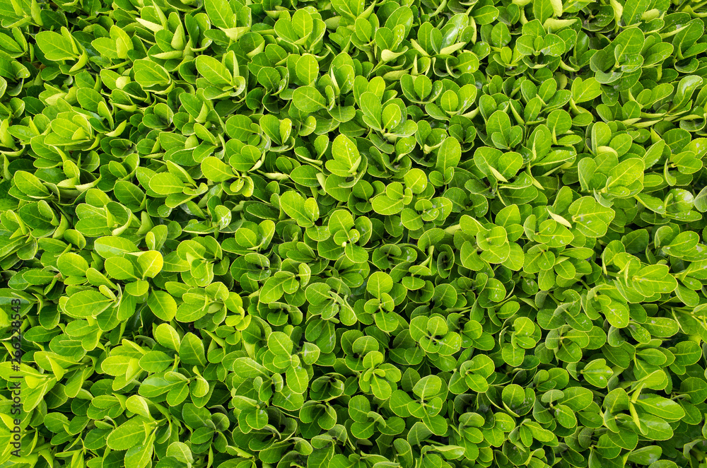 bird's-eye view of green boxwood,bird's-eye view green leaf hedge ...