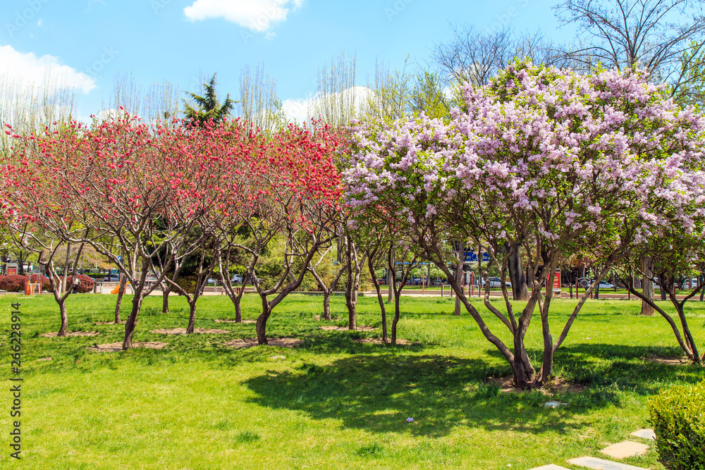 When spring comes, everything comes back to life When spring comes, everything comes back to life