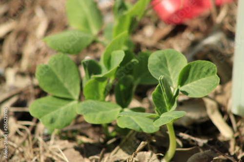 Snow pea sprouts growing at a vegetable garden