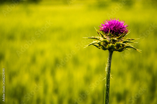 wild thistle flower