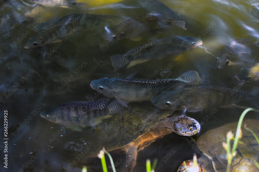 Fish Fish