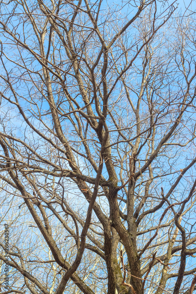 Trunks and branches of trees in the city Park Trunks and branches of trees in the city Park