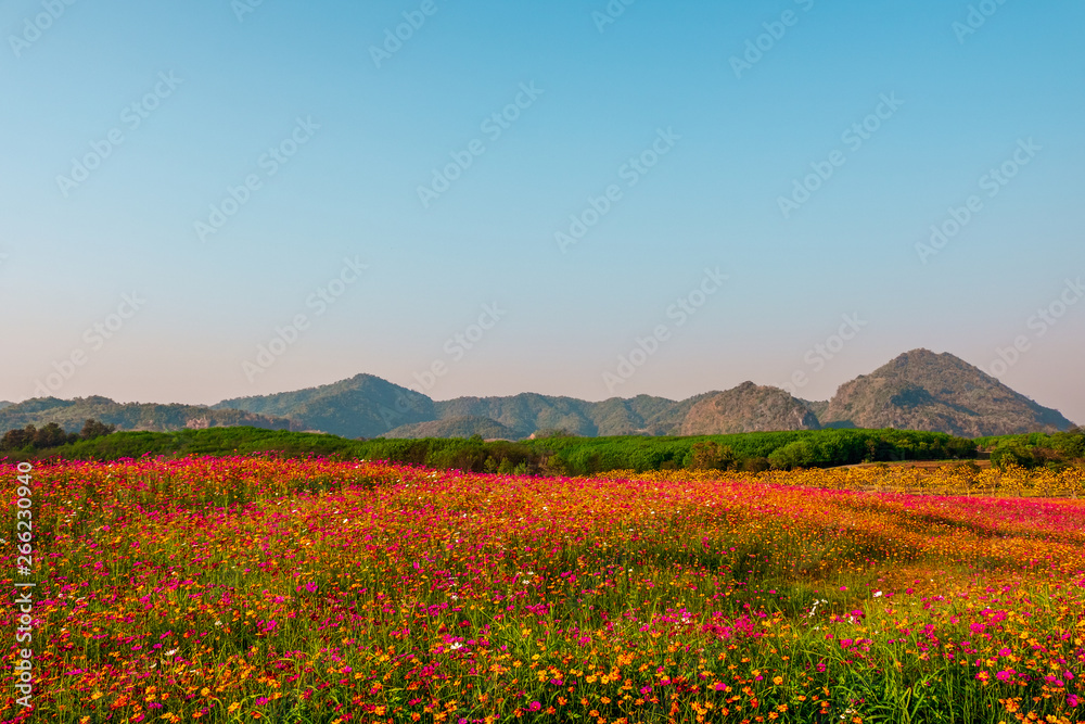 Landscape nature background of  mountain and meadow covered in beautiful cosmos on blue sky - Image